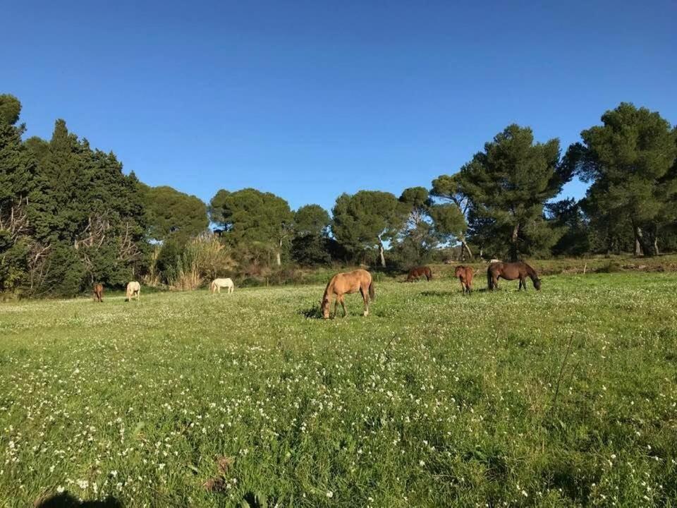 Domaine Cap Rubis Bed & Breakfast Paradou Exterior photo
